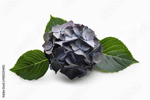 black Hydrangea flowers in isolated white background. With a harmonious balance of mystery and natural beauty."

