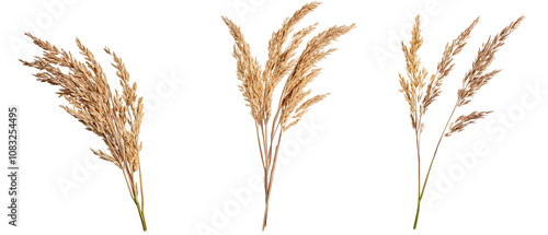 The image features three elegant pampas grass stems, showcasing their feathery plumes in a natural, soft beige color, ideal for decorative purposes or floral arrangements. photo