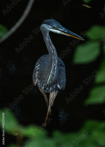 great blue heron