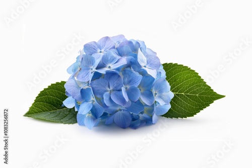 Blue hydrangea with branch and leaves isolated on white background 
