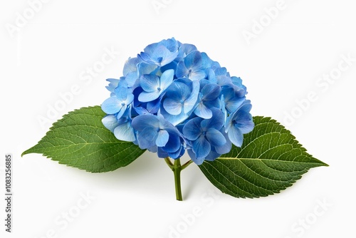 Blue hydrangea with branch and leaves isolated on white background 