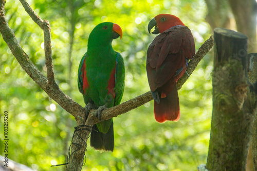 Eclectus Roratus or Maluku parrot relaxing on a plant branch