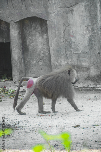 Papio Hamadryas or Hamadry baboon is a species of baboon from the Old World monkey family Cercopithecidae photo