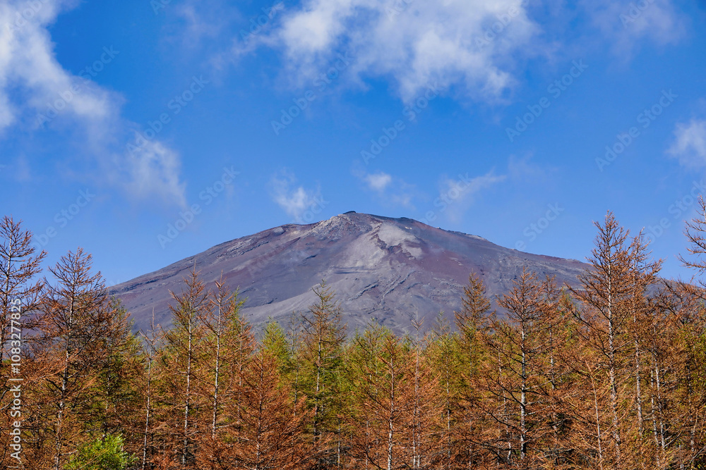 青空と紅葉が彩る富士山の秋景