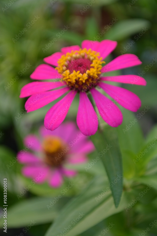 Obraz premium pink flower