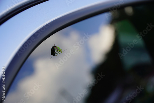 車窓にとまる昆虫と自然の融合