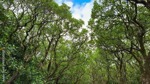 Mangrove forest against sky in summer season