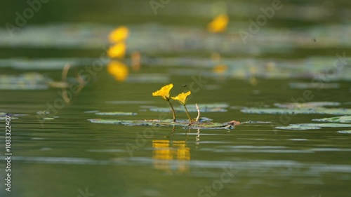 Yellow water lily flowers grow on water. Water lily leaves with small yellow flowers on the surface of the lake. Bees flying around flowers, 4k slow motion footage b roll shot. photo