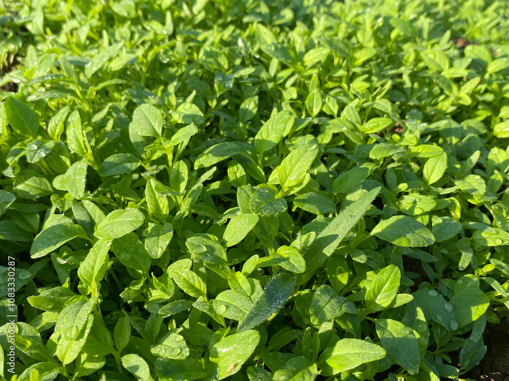 Obraz premium Close up of fresh young spinach on a farm