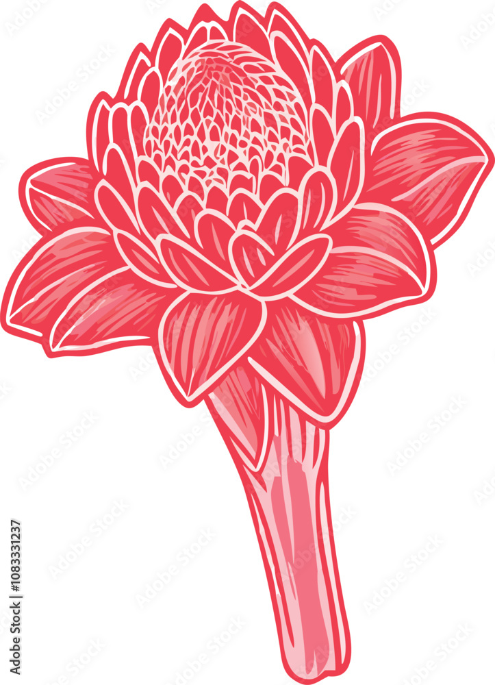 Red torch ginger flower illustration, Detailed vector illustration of a ...