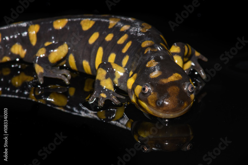 Tiger Salamander (Ambystoma tigrinum) on Black Background