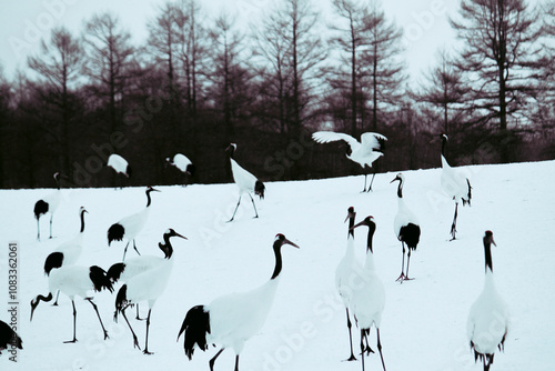 Dancing Cranes. The ritual marriage dance of cranes. The red-crowned crane. Scientific name: Grus japonensis, also called the Japanese crane or Manchurian crane, is a large East Asian Crane. photo