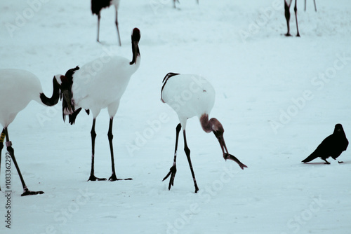 Dancing Cranes. The ritual marriage dance of cranes. The red-crowned crane. Scientific name: Grus japonensis, also called the Japanese crane or Manchurian crane, is a large East Asian Crane. photo