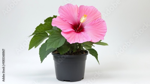 Beautiful Hibiscus flower plant pink photo