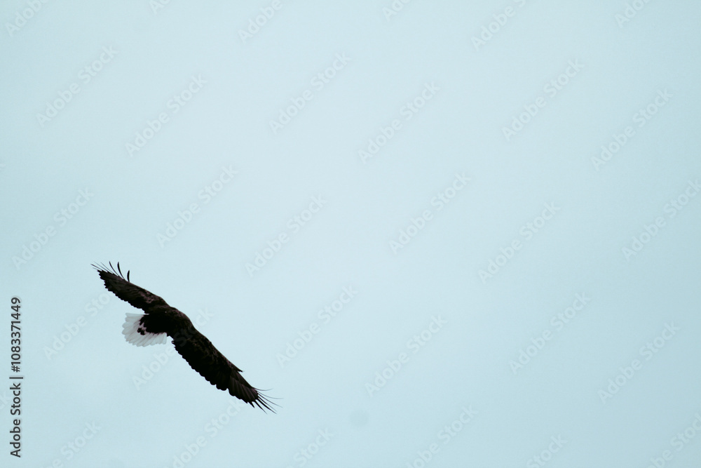 Fototapeta premium Photos of Hokkaido Red-crowned Crane Nature Reserve, with eagle Adult Steller's sea eagle landed and spread of wing. Steller's sea eagle (Scientific name: Haliaeetus pelagicus).