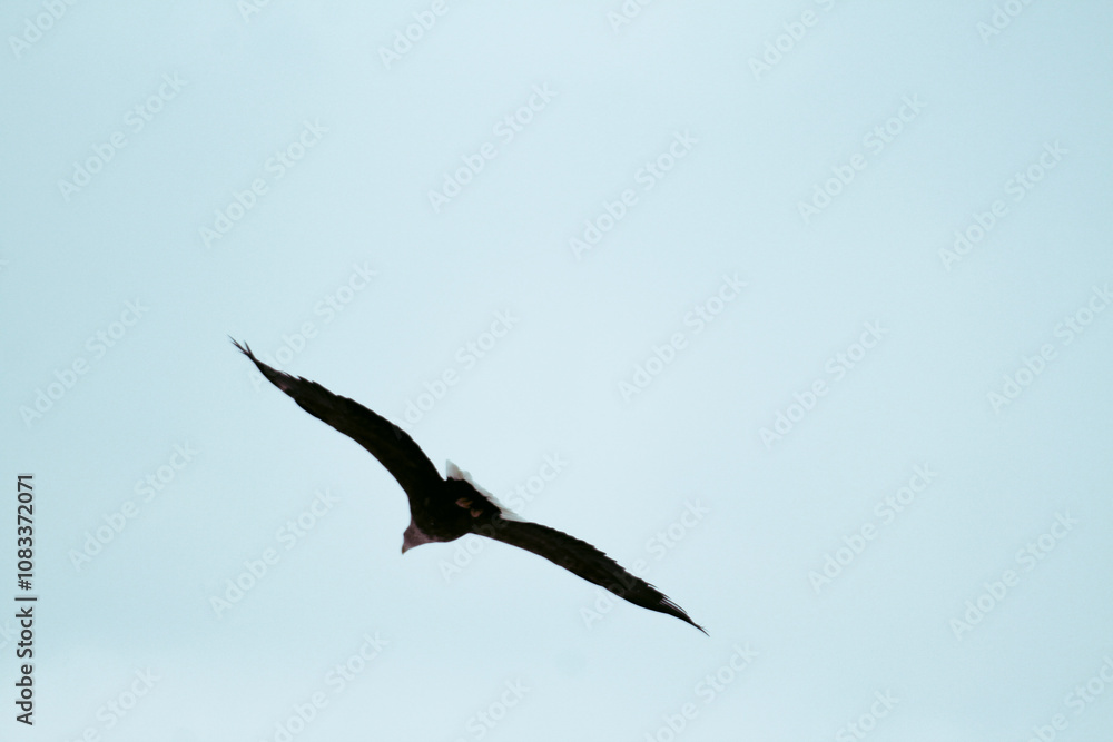 Obraz premium Photos of Hokkaido Red-crowned Crane Nature Reserve, with eagle Adult Steller's sea eagle landed and spread of wing. Steller's sea eagle (Scientific name: Haliaeetus pelagicus).