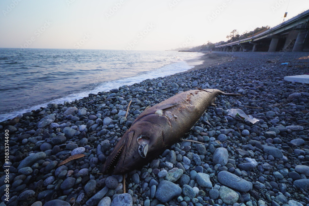 海岸にうち上がった魚の死骸 Stock Photo | Adobe Stock