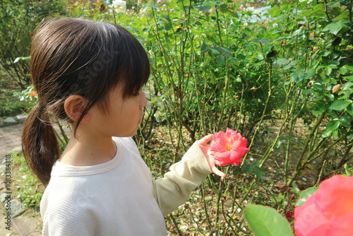 薔薇を鑑賞する子供
