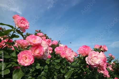 薔薇のフレーム