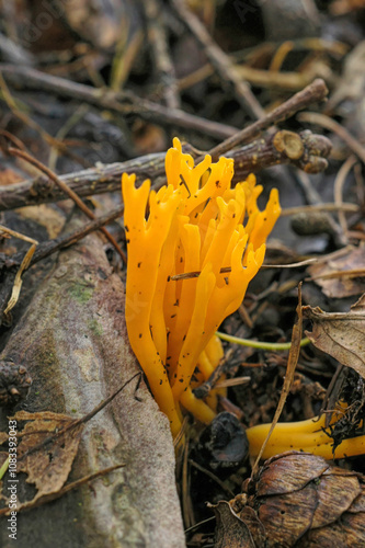 Vertical closeup on the Orange coral mushroom, Calocera viscosa photo