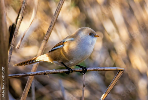 Bearded reedling (Panurus biarmicus) in a natural habitat