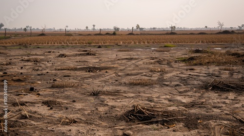 Dry Season Landscape: A desolate landscape in the aftermath of harvest, the sun-baked earth reveals the story of a dry season. The bare fields and tire tracks speak of a harsh reality.   photo