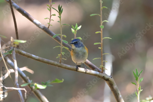 The blue bird of happiness,Red-franked Bluetail taking a rest on a tree branch