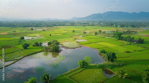 Wallpaper Mural Serene Rice Paddy Fields: An aerial view captures the tranquility of lush green rice paddies, interspersed with shimmering ponds, and framed by distant mountains. Torontodigital.ca