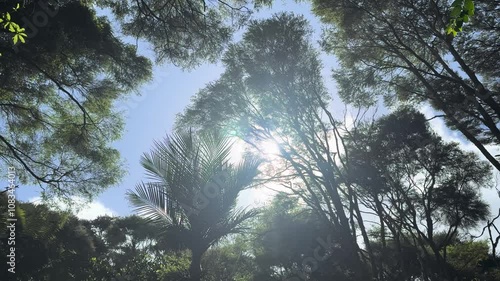 Hiking in a forest in Auckland where silver fern trees are rustling in the gentle breeze. Summer day.