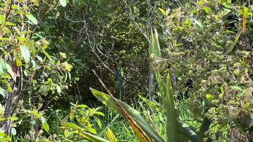 A green parrot in a silver fern forest in Auckland, New Zealand.