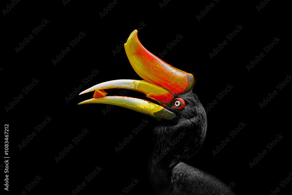 Fototapeta premium hornbill black background