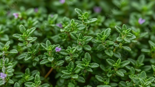 Wallpaper Mural Vibrant green thyme plants in a garden setting close-up photography natural environment fresh growth concept Torontodigital.ca