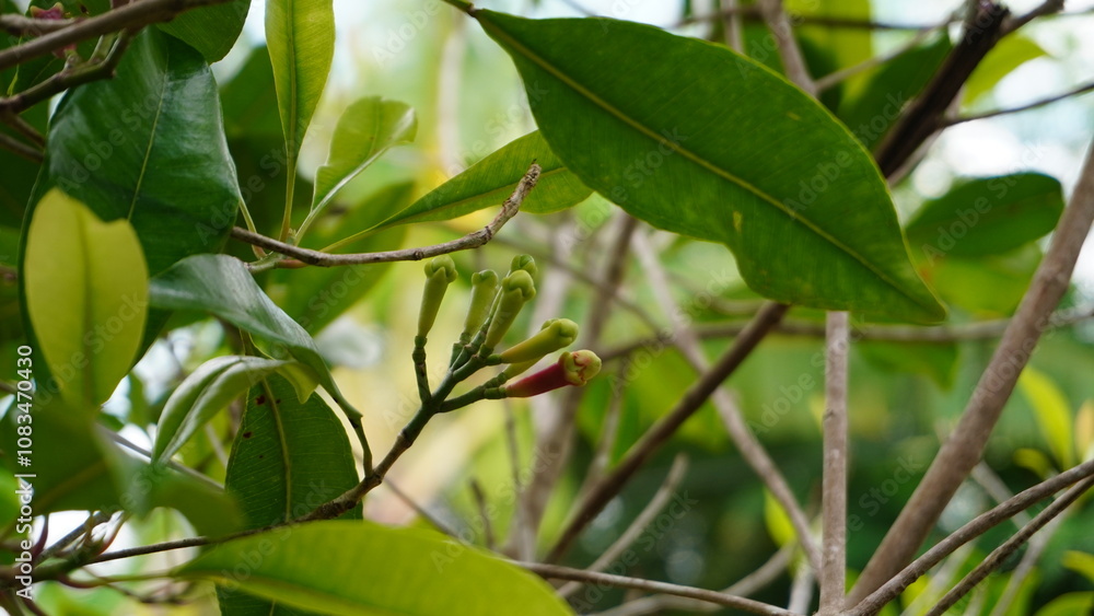Obraz premium Fresh and green clove flowers (Syzygium aromaticum) in close-up shot on a tree branch