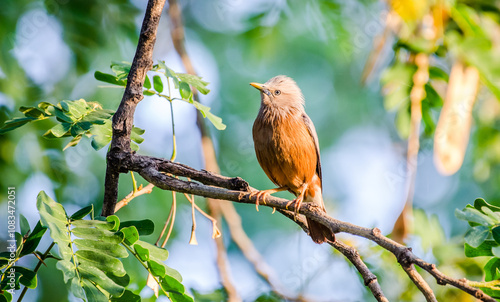 Chestnut-tailed starling, also called grey-headed starling sitting on a branch. photo