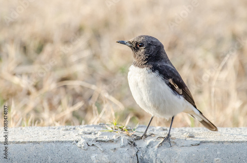 Picatatapuit, Variable Wheatear, Oenanthe picata is a species of bird and found in Subcontinent. photo