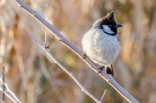 Meet the Himalayan Bulbul, scientifically known as Pycnonotus leucogenys, is a member of the bulbul family predominantly found in the northern regions of the Indian subcontinent. photo