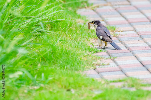 Jacobin cuckoo, pied cuckoo, or pied crested cuckoo in Lake View Islamabad - Birds of Pakistan photo