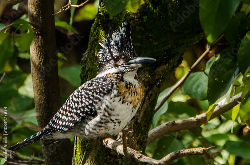 Crested Kingfisher (Megaceryle lugubris) perched on a branch, Margalla National park, Islamabad, Pakistan photo