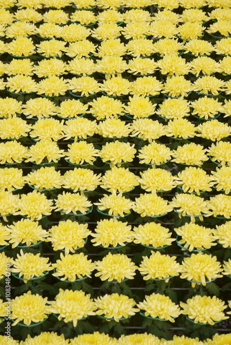 Yellow chrysanthemums, autumn flowers. Chrysanthemum also known as florist's daisy and hardy garden mum, or in China juhua is a species of perennial plant from family Asteraceae.