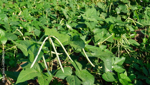 cowpea plants in the field