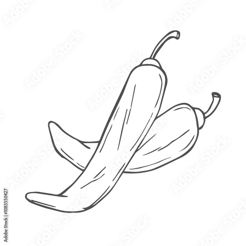 Chili pepper linear sketch. Vector graphic. Doodle style