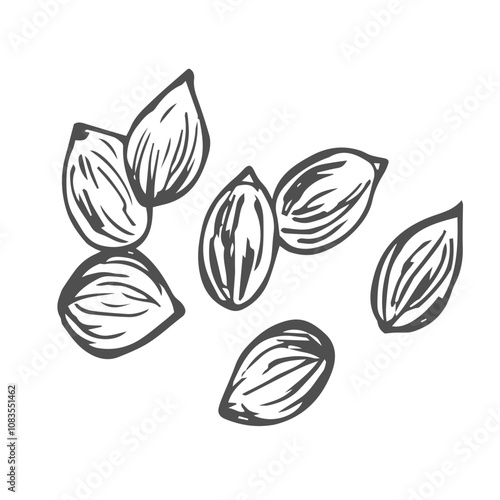 Coriander seeds ayurvedic herb line icon vector. coriander seeds ayurvedic herb sign. isolated contour symbol black illustration