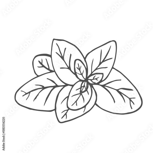 Hand drawn basil leaves. Edible greens for cooking, proper nutrition. Vector illustration in doodle style isolated on white background