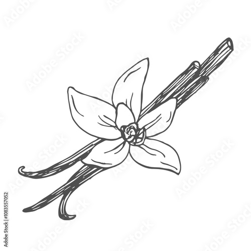 Hand drawn Vanilla Sketch Illustration in doodle style