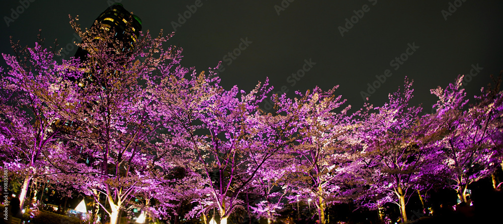 Obraz premium 高層タワーと光る夜桜