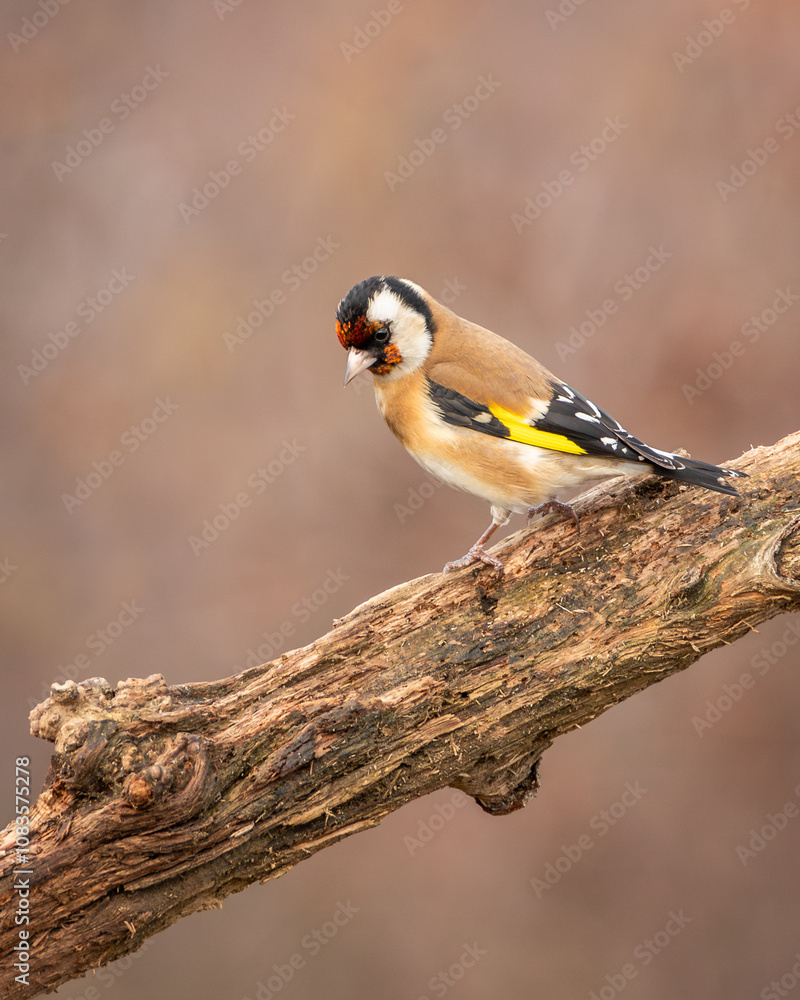 Obraz premium Szczygieł Carduelis carduelis