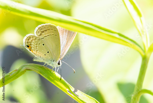 Euchrysops cnejus or gram blue butterfly is a small butterfly with brown wings and beautiful markings. Euchrysops cnejus is sitting on grass. photo