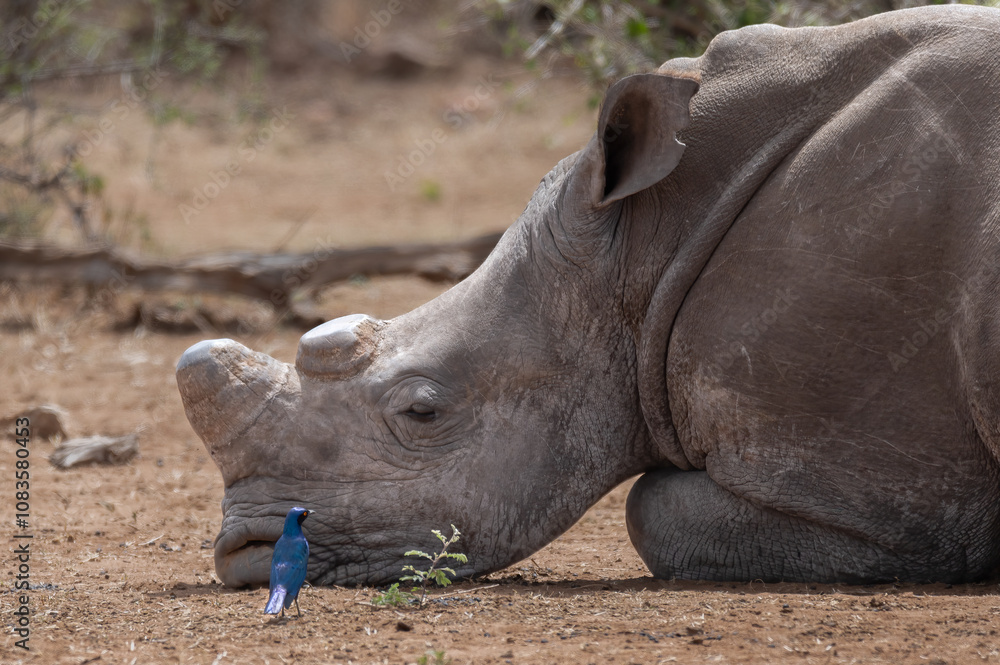 Obraz premium Head and shoulder photo of a White Rhinoceros lying sleeping with his head on the ground and a Starling bird in close proximity