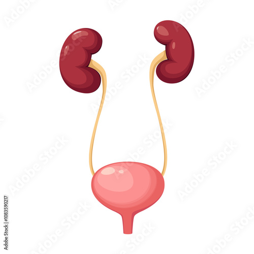 The kidneys of a man with a bladder on a white background. Healthy organs. Vector illustration.
