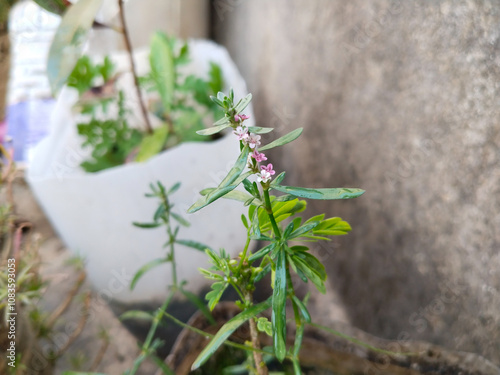 Polygonum aviculare or common knotgrass is a plant related to buckwheat and dock. garden grass photo